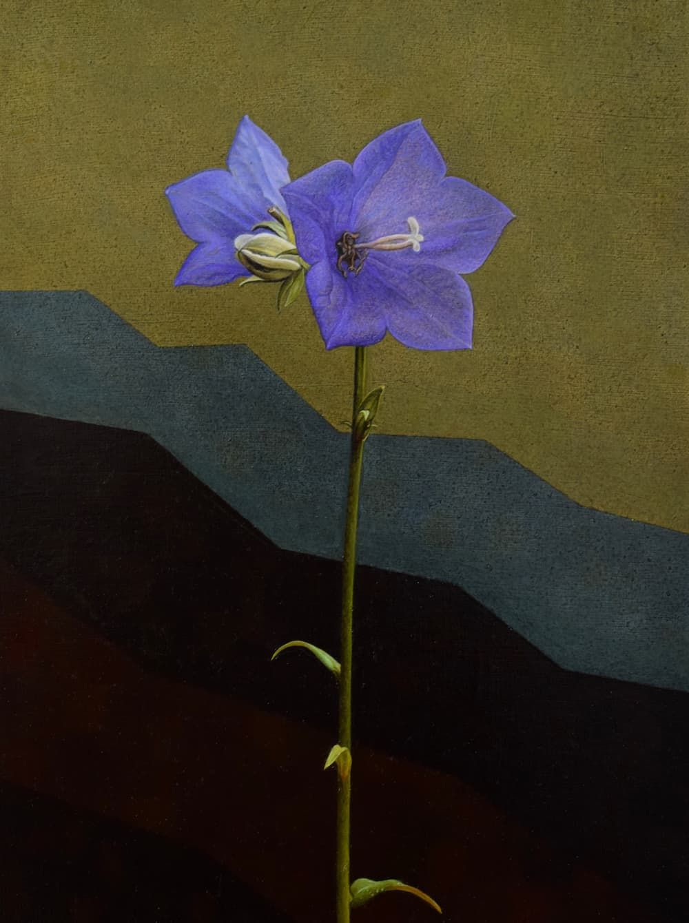 A violet campanula flower